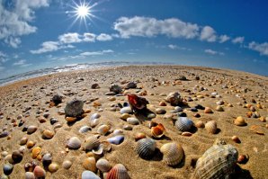 Идет мужик по пляжу, а кругом красотища: солнышко светит, вода теплая, чайки летают, романтика в общем. Мужик берет ракушку, подносит к уху с абсолютно счастливым лицом, меняется в лице, смотрит на ракушку:
- То есть как, пошёл накуй?