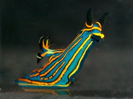 Морские глубины