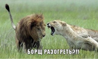 История о том, как львенок укусил отца за хвост и вышел сухим из воды