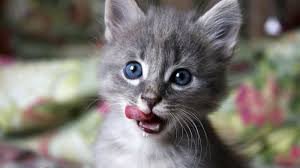 Тещин язык (баклажаны запеченные) - рецепт приготовления