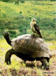 Лентяи в природе