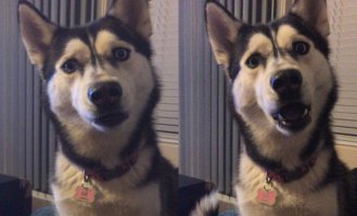 Этого пса зовут Юка.
И он привык, что его хозяин Хулио постоянно отдает ему последний кусок своего бургера. Но в этот раз Хулио решил сам его съесть.

На первом фото Юка терпеливо ждет свой кусок бургера. 

На втором он недоумевает, как хозяин мог с ним так поступить.