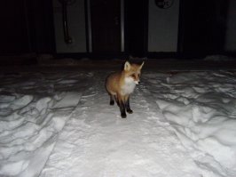 Лиса зашла в буровицкий городок и не собиралась его покидать