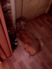 Ждет хозяина