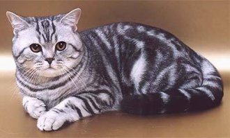 вчера кота забрал,хотели усыпить