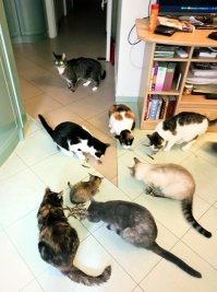 Наши "подобрыши" с улиц. Самая мелкая - в центре, Симбой назвали :)