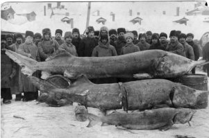 Рыбалка на Волге, 1924 год