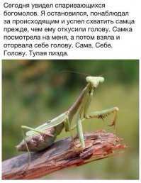 Женщины...