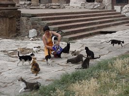 В Риме очень много бездомных кошек. Но там тепло и их постоянно кормят.