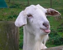 жрать захочешь не туда залезешь)))