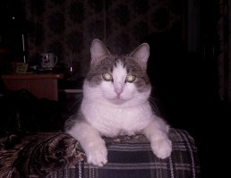 Мой найденыш,за качество фото извиняйте,снято на "говнокамеру"
Найден в подъезде,привязался прошел за мной домой,выгонять уже не стал. Сейчас ему 2 года.