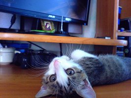 Мой найденыш,за качество фото извиняйте,снято на "говнокамеру"
Найден в подъезде,привязался прошел за мной домой,выгонять уже не стал. Сейчас ему 2 года.