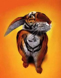 16 оптических иллюзий, сбивающих с толку