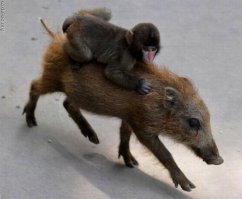 Тимон и Пумба. Начало.