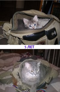 Моя двор-котэ)