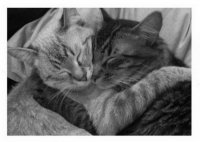 Утеплялись, утеплялись, но все равно было холодно, остался один выход: