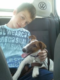 У меня тоже фокс. Обожаю эту породу!