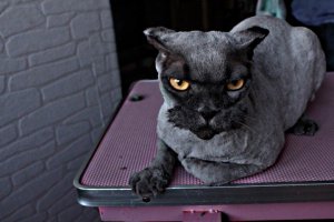 вон знакомая стрижёт последний кот убил на повал !