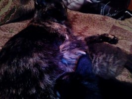 Буквально с месяц назад в подъезде кем-то были брошены два маленьких котенка, на бетонном холодном полу, все в паразитах и с гноящимися глазами. У меня у самой два взрослых кота, таких же, с улицы. Не смогла просто пройти мимо, от одного крик стоял на весь подъезд. А один уже не подавал признаков жизни, но оказался живой. Не было опыта выхаживать двухнедельных котят, привезла в ветеринарку, проконсультировали, купила всё не обходимое и начала сей тяжёлый процесс. С мамой спали по переменке, так как каждые пару часов раздавался писк, я на работе досыпала ))) Один, к сожалению, погиб, а вторая усердно цеплялась за жизнь. И через неделю выжившей девочке нашли приемную маму. Отозвалась неравнодушная женщина, живущая в частном доме. Когда её привезла, с ужасом наблюдала, как кошка не хотела её по началу кормить... Оставила её там и, переживая, ждала новостей. Девочку приняли и позже прислали фотоотчет :)