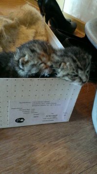 Буквально с месяц назад в подъезде кем-то были брошены два маленьких котенка, на бетонном холодном полу, все в паразитах и с гноящимися глазами. У меня у самой два взрослых кота, таких же, с улицы. Не смогла просто пройти мимо, от одного крик стоял на весь подъезд. А один уже не подавал признаков жизни, но оказался живой. Не было опыта выхаживать двухнедельных котят, привезла в ветеринарку, проконсультировали, купила всё не обходимое и начала сей тяжёлый процесс. С мамой спали по переменке, так как каждые пару часов раздавался писк, я на работе досыпала ))) Один, к сожалению, погиб, а вторая усердно цеплялась за жизнь. И через неделю выжившей девочке нашли приемную маму. Отозвалась неравнодушная женщина, живущая в частном доме. Когда её привезла, с ужасом наблюдала, как кошка не хотела её по началу кормить... Оставила её там и, переживая, ждала новостей. Девочку приняли и позже прислали фотоотчет :)