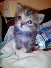 Буквально с месяц назад в подъезде кем-то были брошены два маленьких котенка, на бетонном холодном полу, все в паразитах и с гноящимися глазами. У меня у самой два взрослых кота, таких же, с улицы. Не смогла просто пройти мимо, от одного крик стоял на весь подъезд. А один уже не подавал признаков жизни, но оказался живой. Не было опыта выхаживать двухнедельных котят, привезла в ветеринарку, проконсультировали, купила всё не обходимое и начала сей тяжёлый процесс. С мамой спали по переменке, так как каждые пару часов раздавался писк, я на работе досыпала ))) Один, к сожалению, погиб, а вторая усердно цеплялась за жизнь. И через неделю выжившей девочке нашли приемную маму. Отозвалась неравнодушная женщина, живущая в частном доме. Когда её привезла, с ужасом наблюдала, как кошка не хотела её по началу кормить... Оставила её там и, переживая, ждала новостей. Девочку приняли и позже прислали фотоотчет :)