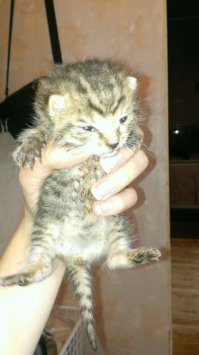 Буквально с месяц назад в подъезде кем-то были брошены два маленьких котенка, на бетонном холодном полу, все в паразитах и с гноящимися глазами. У меня у самой два взрослых кота, таких же, с улицы. Не смогла просто пройти мимо, от одного крик стоял на весь подъезд. А один уже не подавал признаков жизни, но оказался живой. Не было опыта выхаживать двухнедельных котят, привезла в ветеринарку, проконсультировали, купила всё не обходимое и начала сей тяжёлый процесс. С мамой спали по переменке, так как каждые пару часов раздавался писк, я на работе досыпала ))) Один, к сожалению, погиб, а вторая усердно цеплялась за жизнь. И через неделю выжившей девочке нашли приемную маму. Отозвалась неравнодушная женщина, живущая в частном доме. Когда её привезла, с ужасом наблюдала, как кошка не хотела её по началу кормить... Оставила её там и, переживая, ждала новостей. Девочку приняли и позже прислали фотоотчет :)