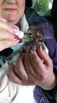 Буквально с месяц назад в подъезде кем-то были брошены два маленьких котенка, на бетонном холодном полу, все в паразитах и с гноящимися глазами. У меня у самой два взрослых кота, таких же, с улицы. Не смогла просто пройти мимо, от одного крик стоял на весь подъезд. А один уже не подавал признаков жизни, но оказался живой. Не было опыта выхаживать двухнедельных котят, привезла в ветеринарку, проконсультировали, купила всё не обходимое и начала сей тяжёлый процесс. С мамой спали по переменке, так как каждые пару часов раздавался писк, я на работе досыпала ))) Один, к сожалению, погиб, а вторая усердно цеплялась за жизнь. И через неделю выжившей девочке нашли приемную маму. Отозвалась неравнодушная женщина, живущая в частном доме. Когда её привезла, с ужасом наблюдала, как кошка не хотела её по началу кормить... Оставила её там и, переживая, ждала новостей. Девочку приняли и позже прислали фотоотчет :)