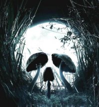 наверное, осень наступила -пора урожая....я не фанат таких