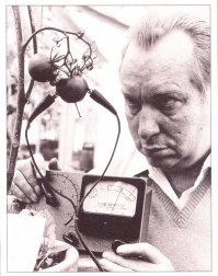 Бонсай — это как домашнее животное, только дерево