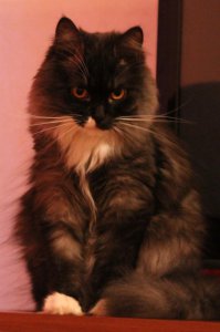 Красотуля! У нас похожая история. Только наша была уже отдуплившаяся, но всё равно, только "от сиськи". И вот результат: