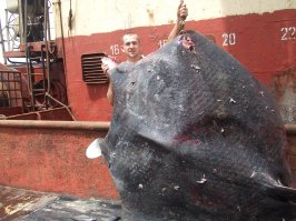 ...и даже от укуса ската,что за бред,откуда у ската зубы,это же не п...да,а такой,глотает целиком...