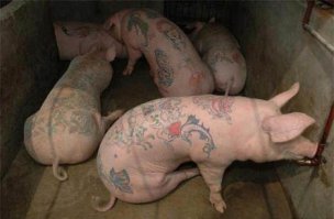 Только тату не хватает или пирсинга !