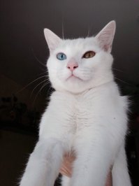 Забрали, накормили, вылечили, и стал вот такой благодарный красавец