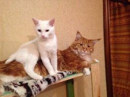 теперь они дружат