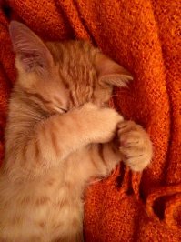 И у меня Симба)) только мальчик)