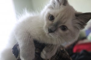 Вот это чудо нашел под дверью :)