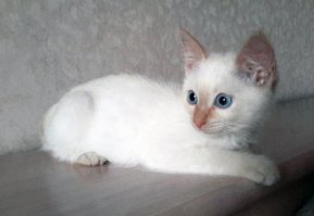 С месяц назад заходим с женой в подъезд, там сидит такое чудо, месяца 3 наверное, то ли сбежал, то ли выкинули.. Подобрали, жена отмыла, проглистогонила, повесили объявление, но никто не откликнулся, хотели себе вторым оставить, но наш злодеяка его воспринял как живую игрушку и иногда обижал. Подали объявление и через пару дней его забрали. Вроде и пробыл у нас всего неделю, а отдавать жалко было)