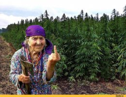 вот вам а не травка