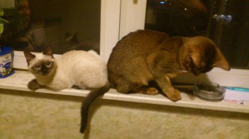 Наш найдёныш (Соня) и хозяин дома)))