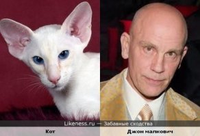 Да это ещё что, а вот кот пытается изобразить Малковича.