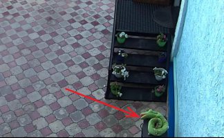 А это зелёный змий, толкнувший святого отца на путь бесовский !