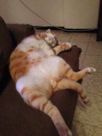 Это мой, прошу любить и жаловать