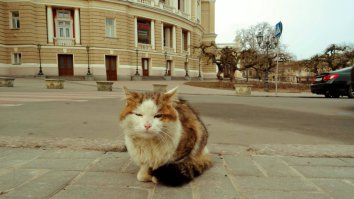 Вот вам одесский кот.....!