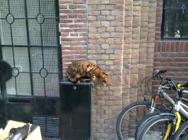 Амстердам, сам фоткал)