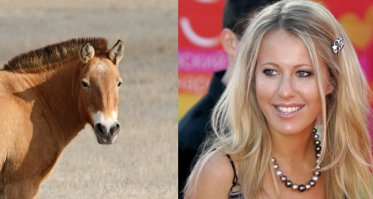 А лошадь-то забыли... Пржевальского.