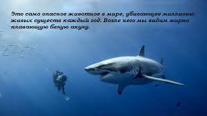 10 видов животных, открытых за последний год