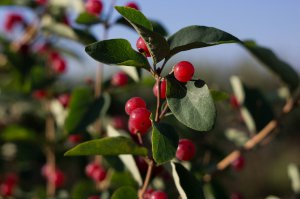 Индустар 61МС. На художественность не претендую, так попробовал в свое время. Видны звездочки в боке:) Жаль, к Никону не смог прикрутить, бесконечности так и не добился