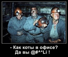 15 котов, которые ведут себя совсем как мы в офисе