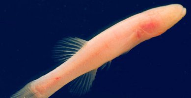 По моему , женщинам стоит с опаской плавать в этих водах .