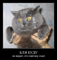 15 котов, которые ведут себя совсем как мы в офисе